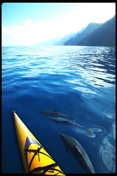Kayaking with dolphins